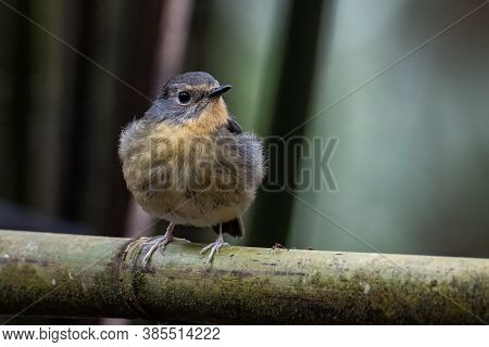 Nature Wildlife Bird Species Of Snowy Browed Flycatcher Perch On Branch Which Is Found In Borneo