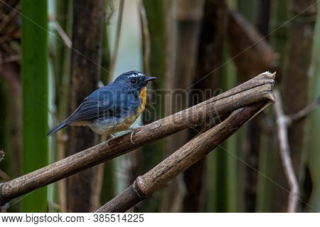 Nature Wildlife Bird Species Of Snowy Browed Flycatcher Perch On Branch Which Is Found In Borneo