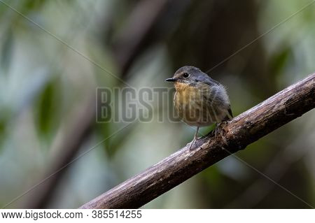 Nature Wildlife Bird Species Of Snowy Browed Flycatcher Perch On Branch Which Is Found In Borneo