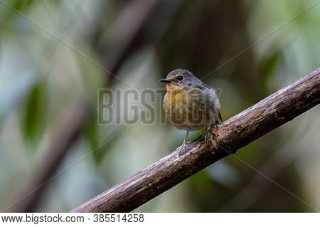 Nature Wildlife Bird Species Of Snowy Browed Flycatcher Perch On Branch Which Is Found In Borneo
