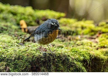 Nature Wildlife Bird Species Of Snowy Browed Flycatcher Perch On Branch Which Is Found In Borneo