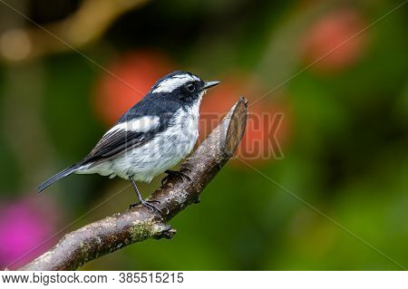 Nature Wildlife Bird Species Of Little Pied Flycatcher On Perched On A Tree Branch Found In Borneo,