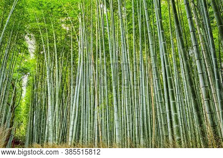 Oriental Travel Destinations. Green Sagano Bamboo Forest In Japan.