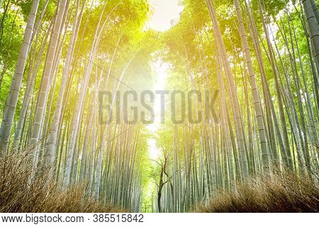 Oriental Tourist Travel Destinations. Sagano Green Bamboo Forest In Japan.