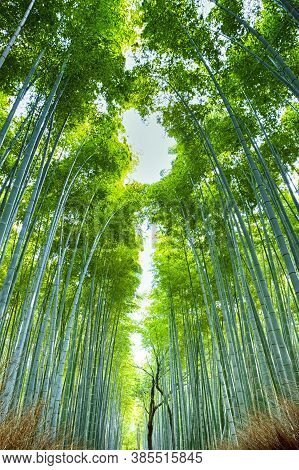 Pictureque Sagano Bamboo Forest In Japan.