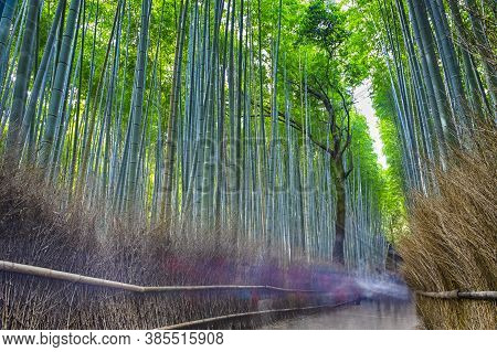 Bamboo Forest In Kyoto In Japan With Silhouettes Of People Passing By.