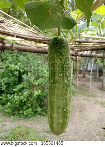 Testy And Healthy Fresh Cucumber On Tree And Cucumber Stock