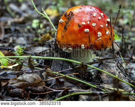 Young Bright Inedible Mushroom With The Latin Name Amanita Muscaria