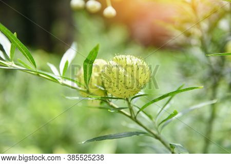 Balloon Plants Ornamental Tree / Balloon Cotton Bush Swan Plant , Gomphocarpus Physocarpus