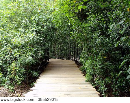 Pulau Ubin, Singapore, March 5, 2016: A Walkway Enters A Mangrove Swamp In Pulau Ubin, Singapore