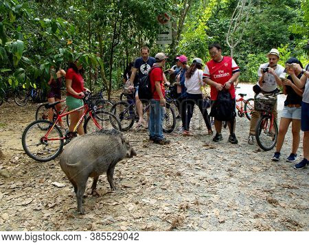 Pulau Ubin, Singapore, March 5, 2016: Tourists Photograph A Wild Boar In Pulau Ubin, Singapore