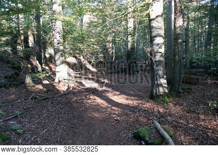 Wood In The Middle Of Europe