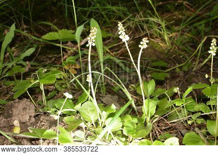 A Glade Of White Flowers In The Forest. Pyrola Rotundifolia. Beautiful Background
