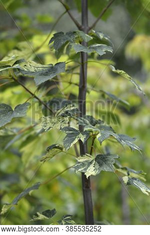 Sycamore Leopoldii Leaves - Latin Name - Acer Pseudoplatanus Leopoldii