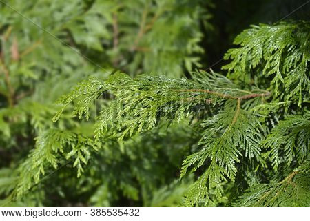 Western Red Cedar Branch - Latin Name - Thuja Plicata
