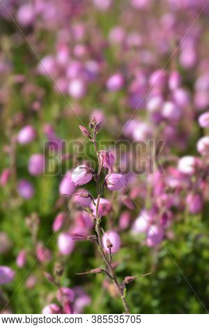 St Dabeocs Heath Pink Flowers - Latin Name - Daboecia Cantabrica