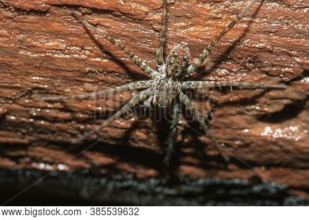 Spider, Lycosidae On The Rock,