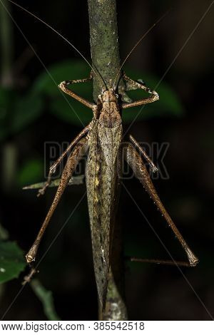 Brown Grasshopper , Large Grasshoppers, Harmonious Colors