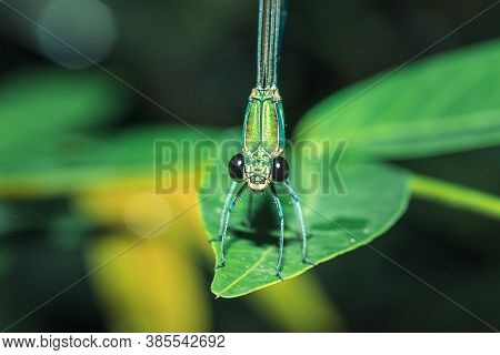 Neurobasis Chinensis On Leaf, Stream Glory On Leaf, Oriental Greenwing On Leaf, Chinese Greenwing On
