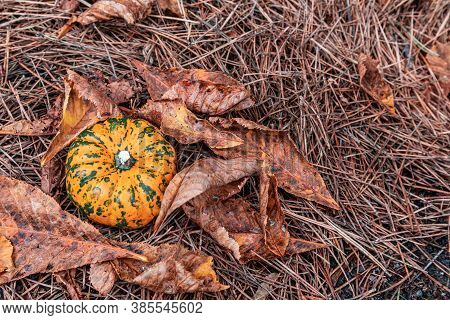 Pumpkin Decorative With Fallen Leaves On Ground In Nautre. Havest And Fall Concept.