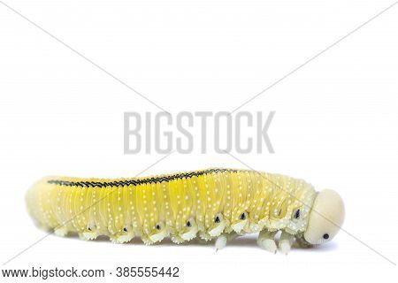 Caterpillar Of Birch Sawfly Isolated On White