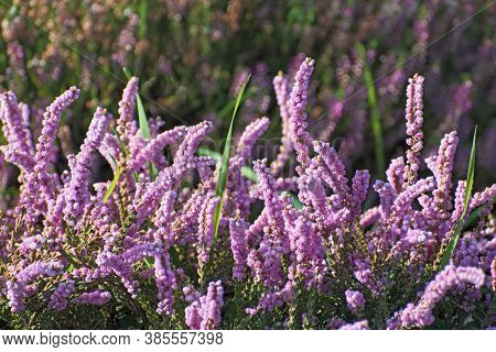 Beautiful Sprigs Of Bright Pink Heather Flowers And Green Grass On Blurred Multicolored Floral Backg