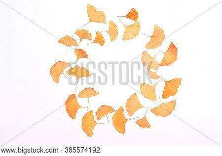Ginkgo Biloba Leaves Round Herbarium On White Background