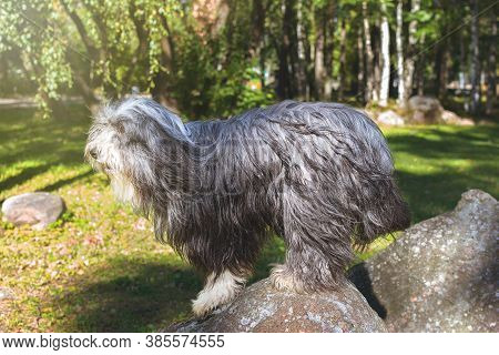 Photo Of A Bearded Collie Dog Bearded Collie Dog