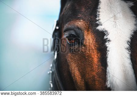 A Close Up Portrait Of A Beautiful Bay Horse With A White Spot On The Forehead, Brown Eyes And Long 
