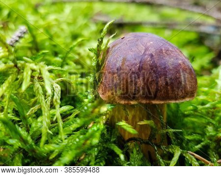 Mushrooms On The Ground Of A Forest