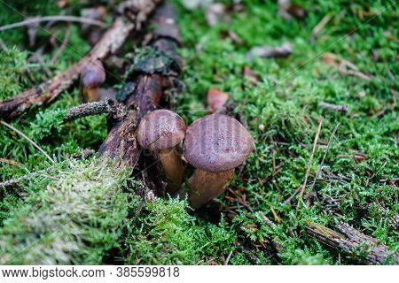 Mushrooms On The Ground Of A Forest
