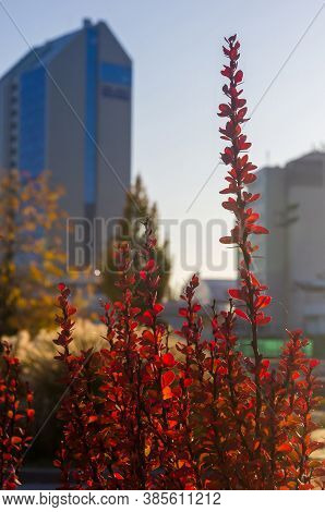 Purple Leaves On Bush Of Thunbergs Barberry, Berberis Thunbergii, The Japanese Barberry, Or Red Barb