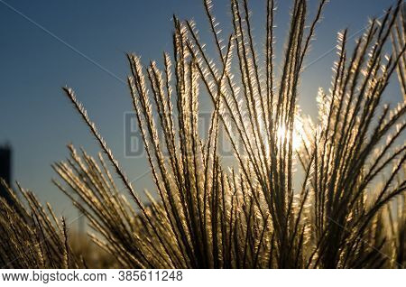 Chinese Silver Grass, Maiden Grass, Miscanthus Chinese, Miscanthus Sinensis Illuminated By Soft Even