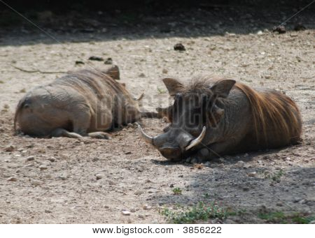 Podřimuje Warthogs