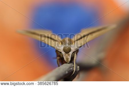 Brown-banded Hunter Hawk Moth (theretra Silhetensis) Front View