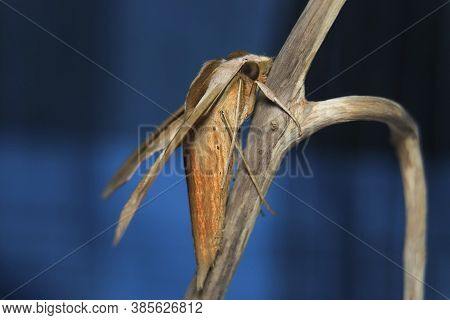 Brown-banded Hunter Hawk Moth (theretra Silhetensis) Macro Photography Beautiful Stock Photo