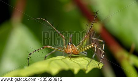 White Lynx Spider(oxyopes Shweta) Beautiful Stock Photo