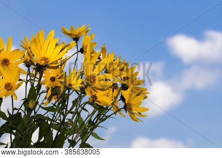 Bright Orange Autumn Flowers Jerusalem Artichoke Or Earthen Pear Against A Blurry Sky With A Cloud.