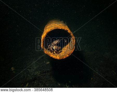 An Underwater Closeup Picture Of A Crab In A Rusty Metal Pipe. Picture From Oresund, Malmo In Southe