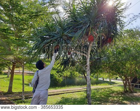 Picking Up A Pandanaceae In The Shore
