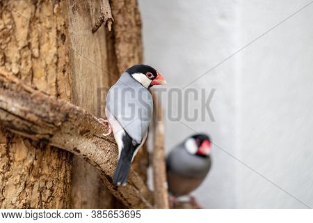 The Java Sparrow, Lonchura Oryzivora, Also Known As Java Finch, Java Rice Sparrow Or Java Rice Bird