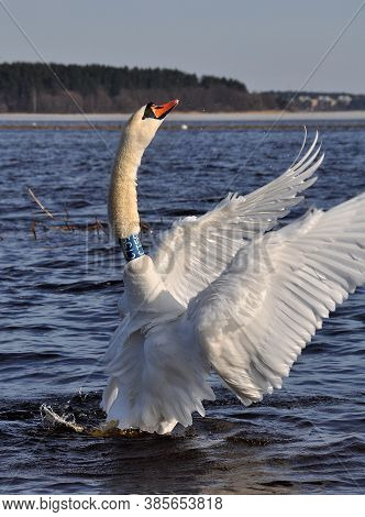 White Swan Flap Its Wings Above Blue Water Surface