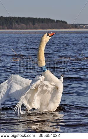 White Swan Flap Its Wings Above Blue Water Surface