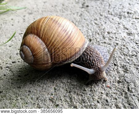 Small Garden Snail In Shell Crawling On Wet Road, Slug Hurry Home. Snail Slug Consist Of Edible Tast