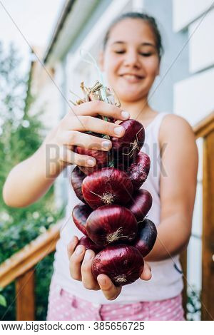 Female Hands Hold An Onion . Harvesting, Organic Food.