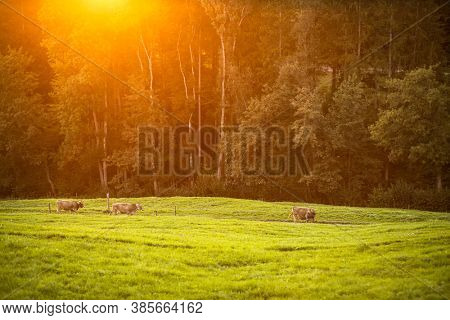 Cows going home from pasture at the close of the day - Regenerative farming concept/Grass fed beef