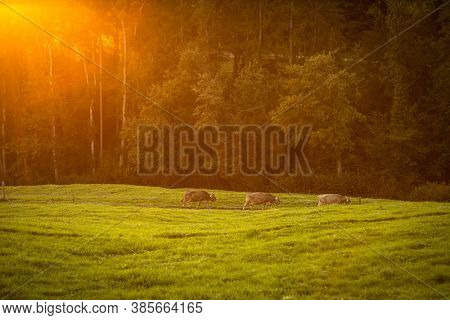 Cows going home from pasture at the close of the day - Regenerative farming concept/Grass fed beef