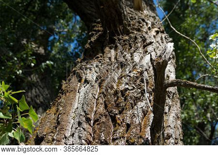 Rough Bark Of An Old Oak Trunk Coveren By Moss. Bottom View