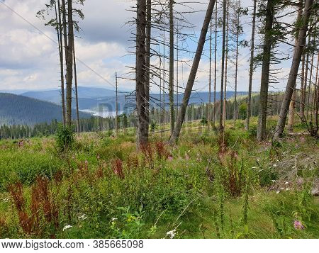 Deforestation Issue In Nature Park. Environmental Problem In Apuseni Mountains. Cutting Down Pine Tr