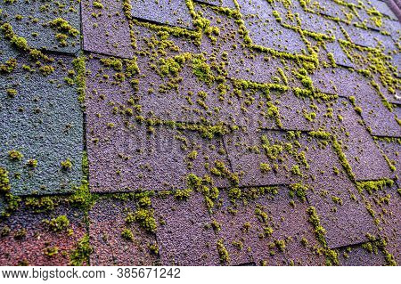 Bituminous Shingles With Sprouted Moss. Old Weathered Tile Roof.